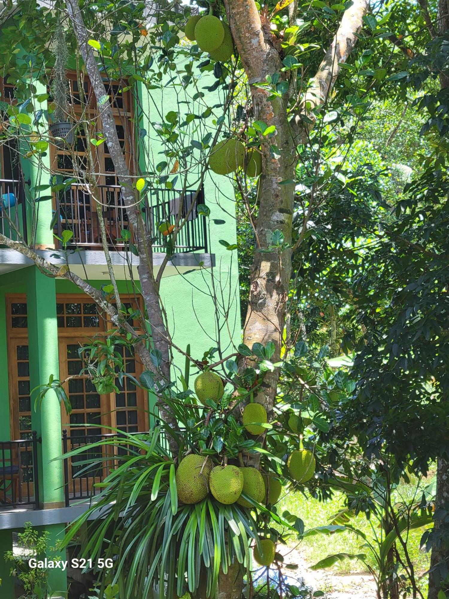 Barefoot Bungalow Hikka ฮิกคาดูวา ภายนอก รูปภาพ