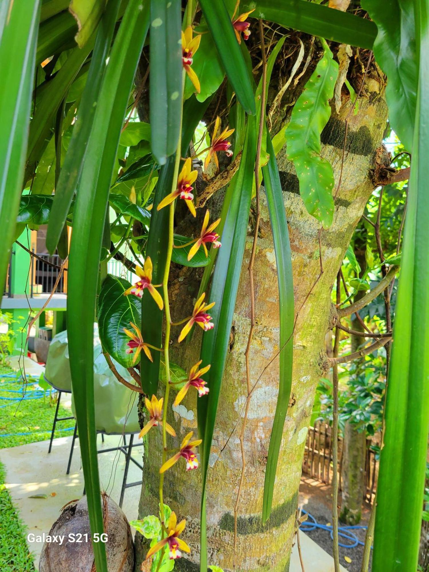 Barefoot Bungalow Hikka ฮิกคาดูวา ภายนอก รูปภาพ